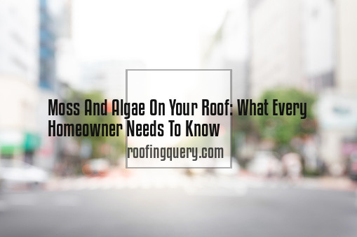 Moss And Algae On Your Roof: What Every Homeowner Needs To Know
