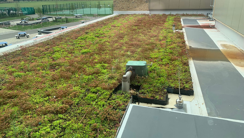 Exploring Green Roof Options for Environmental Benefits
